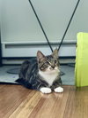 Maximus (Max) - Photo 5