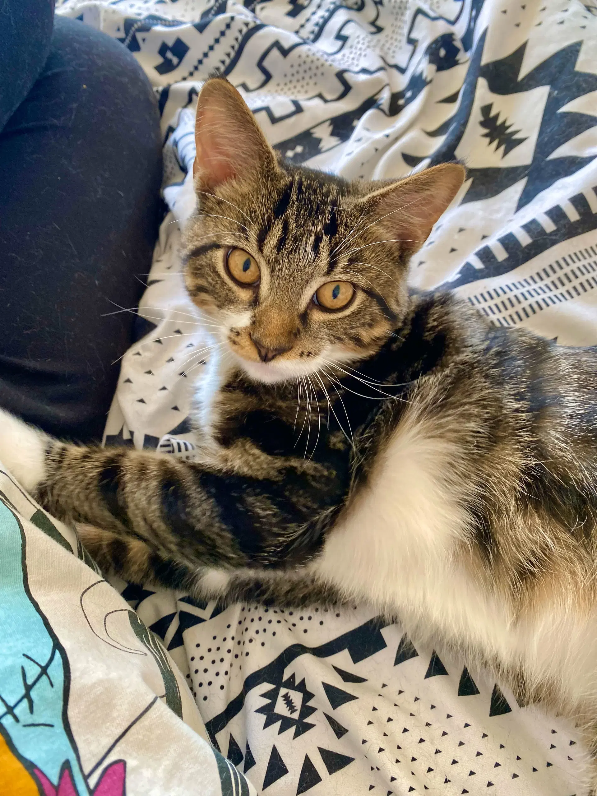 Maximus Max - Domestic Short Hair