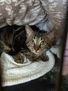 Freya - Photo 4