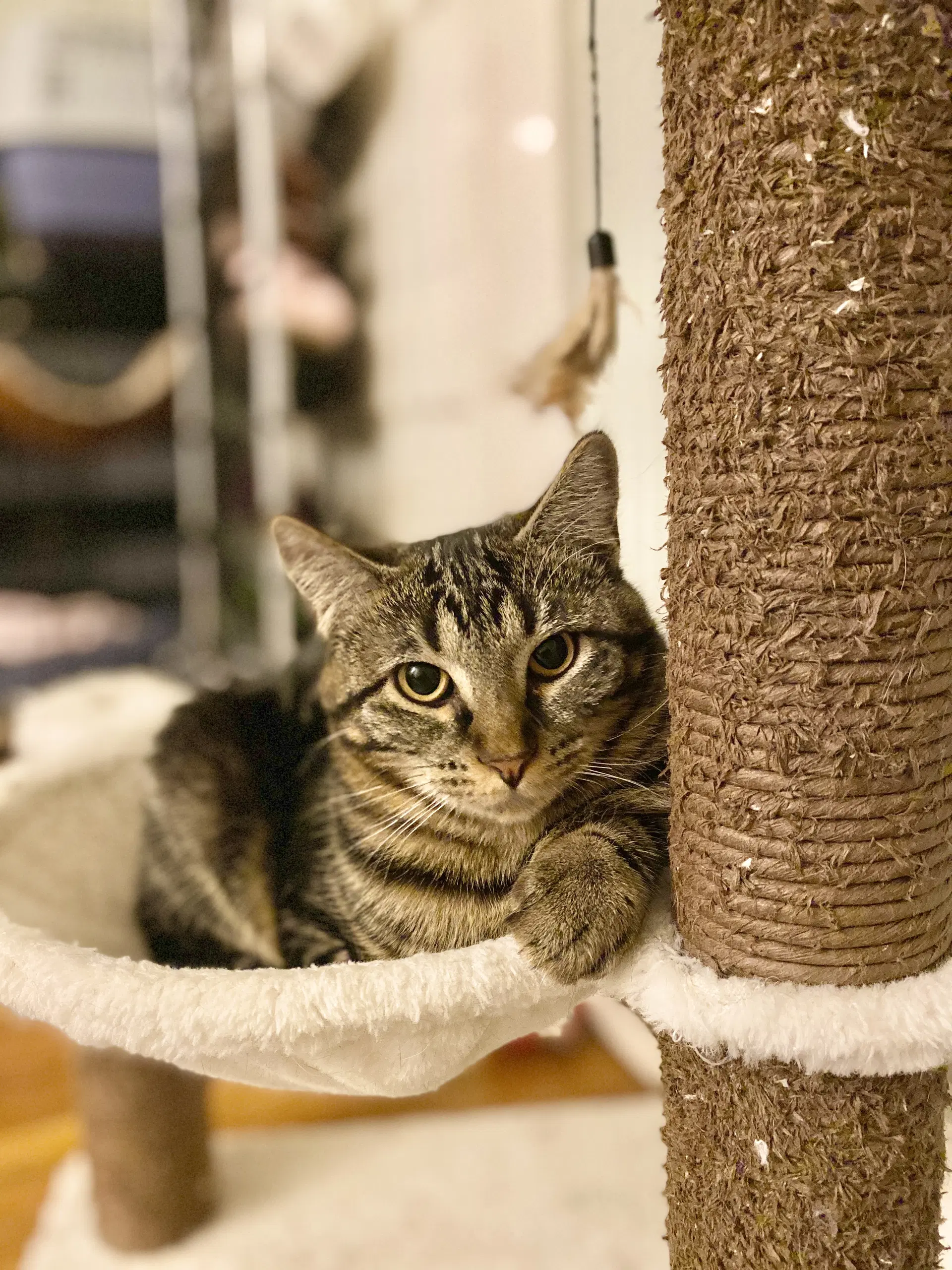 Freya - Domestic Short Hair