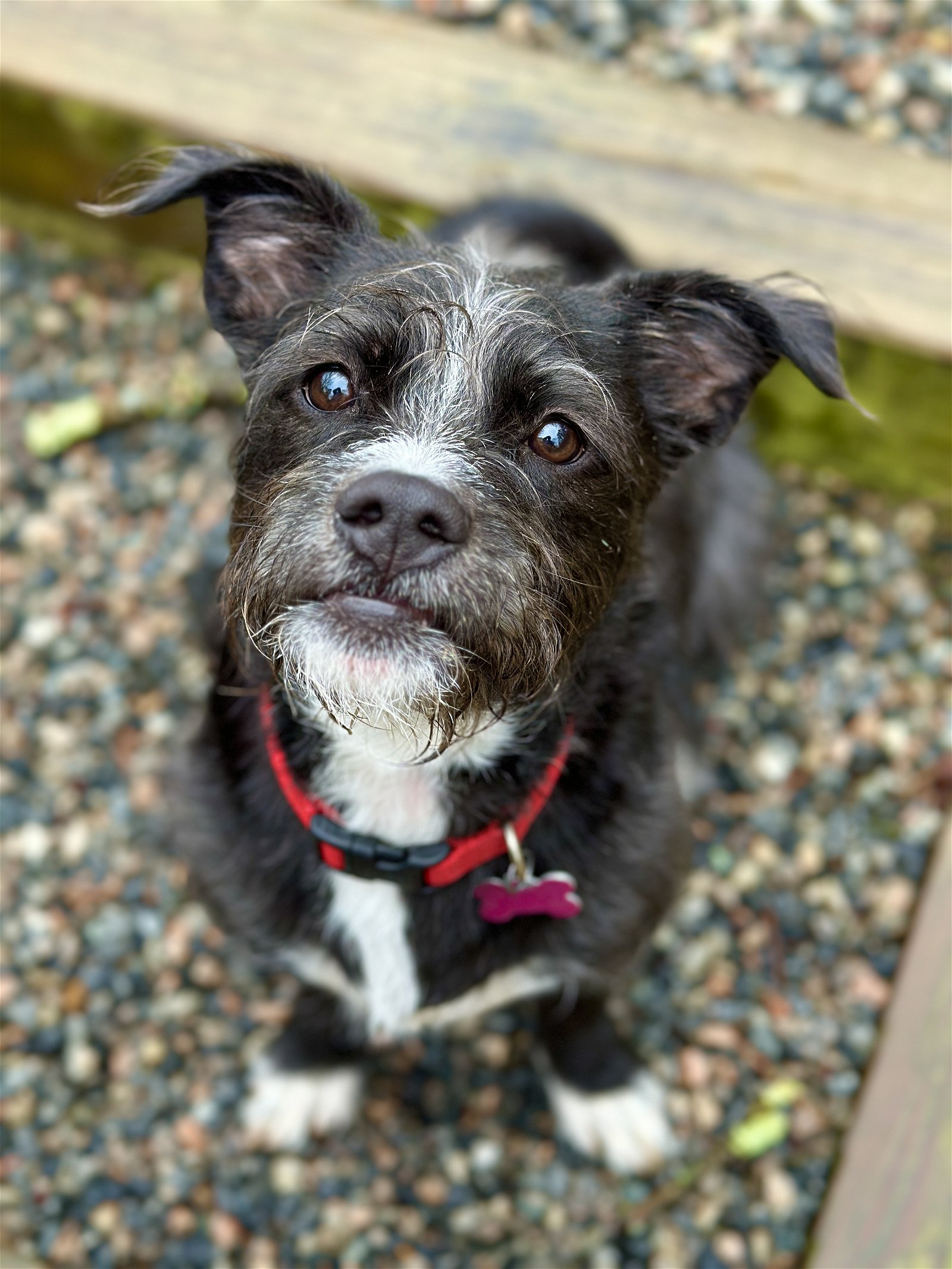 adoptable Dog in West Cornwall, CT named Cookie