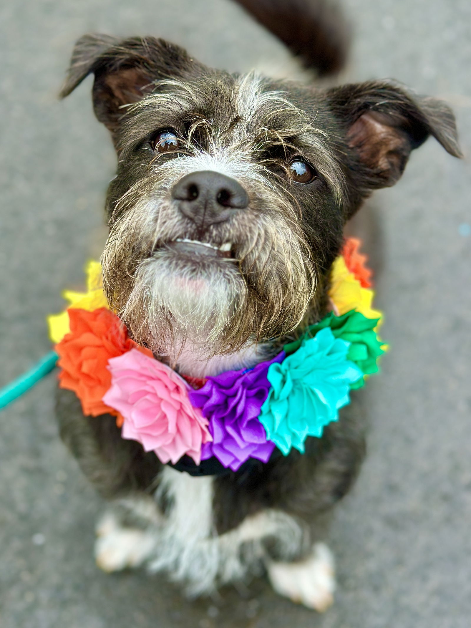 adoptable Dog in West Cornwall, CT named Cookie