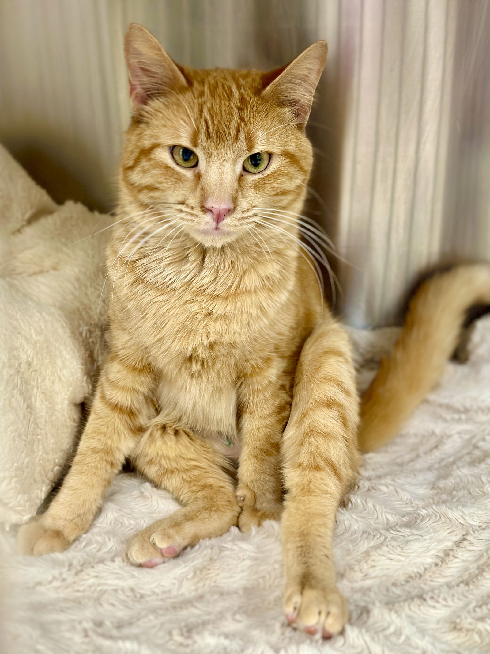 adoptable Cat in West Cornwall, CT named Indy