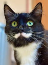 adoptable Cat in , CT named Thumbelina