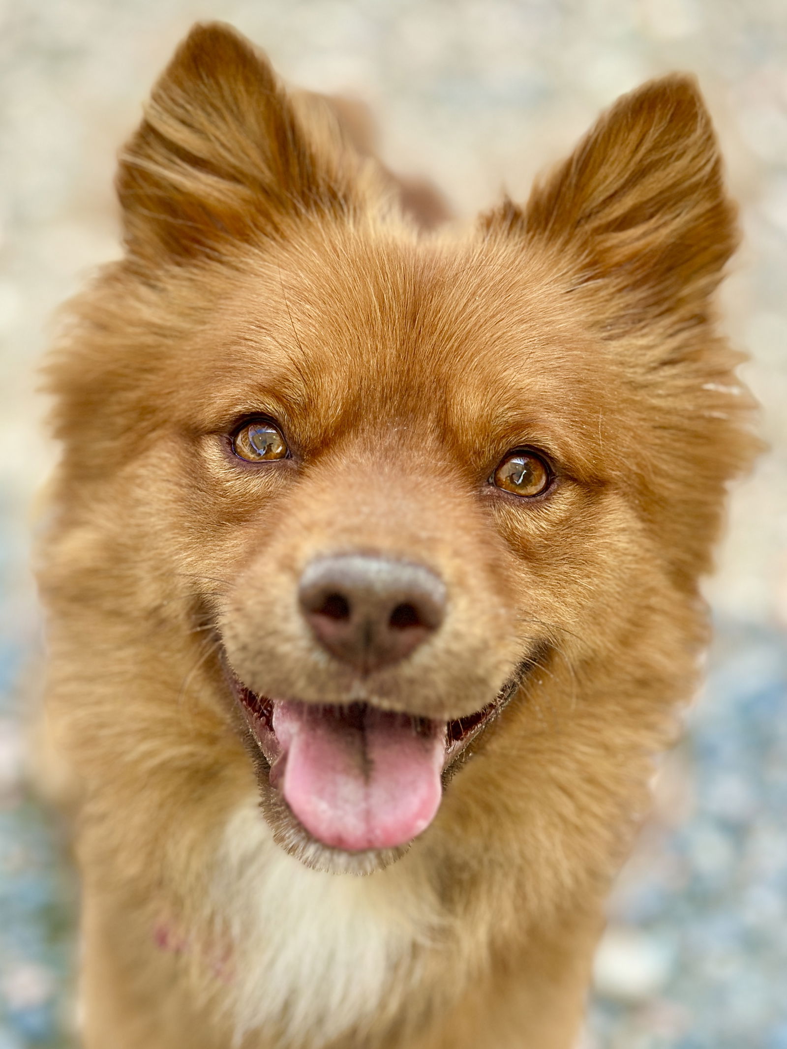 adoptable Dog in West Cornwall, CT named Chewi