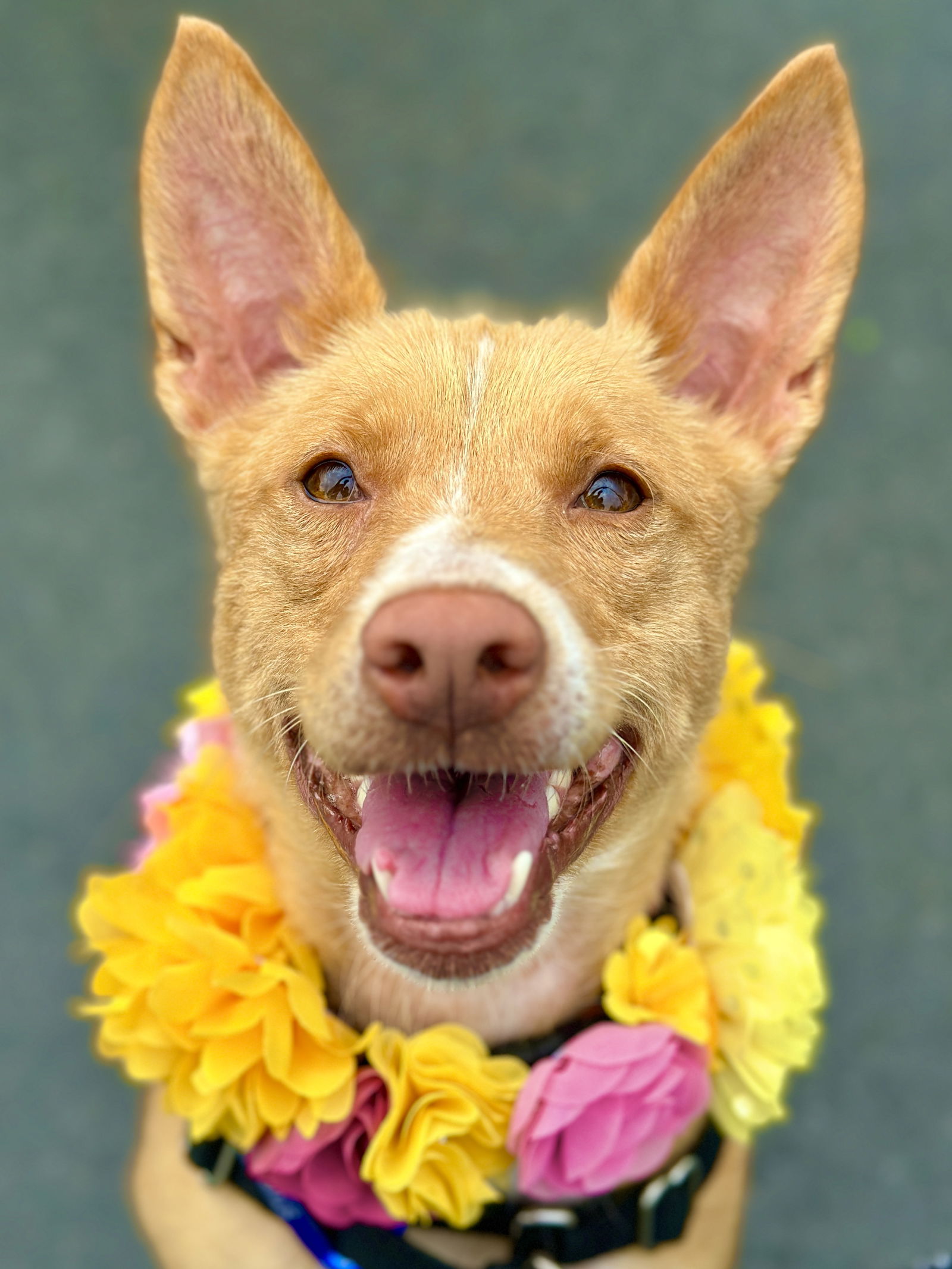 adoptable Dog in West Cornwall, CT named Mochi