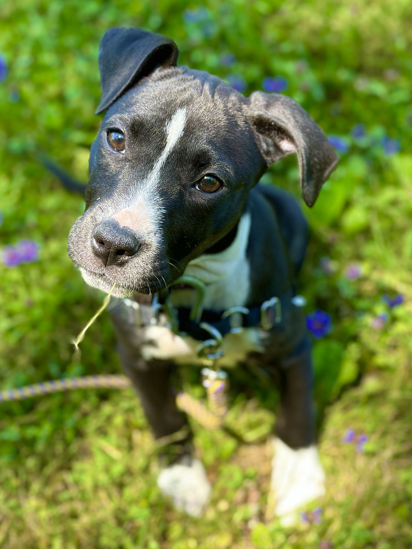 adoptable Dog in West Cornwall, CT named Katara