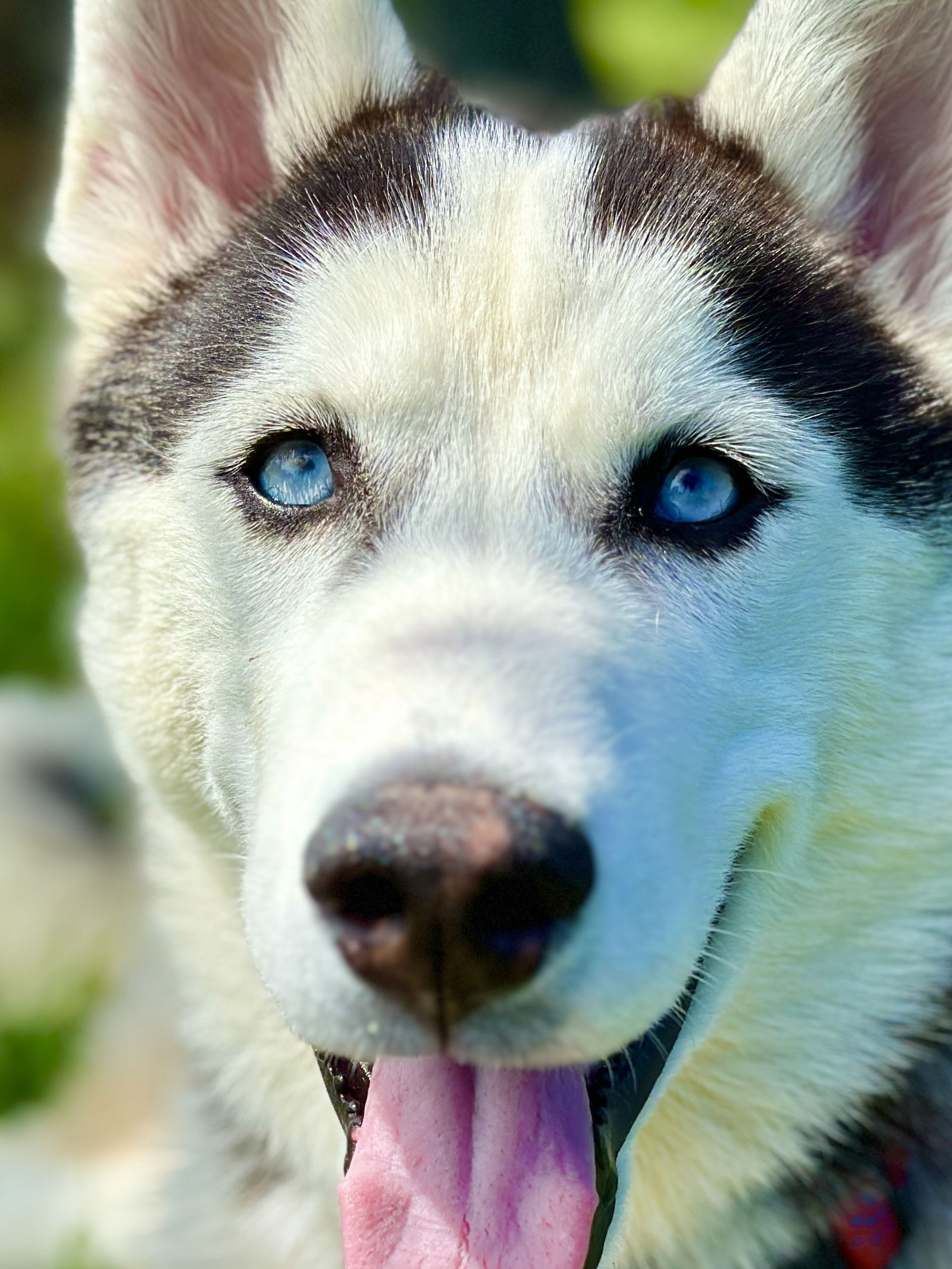 adoptable Dog in West Cornwall, CT named Zuko