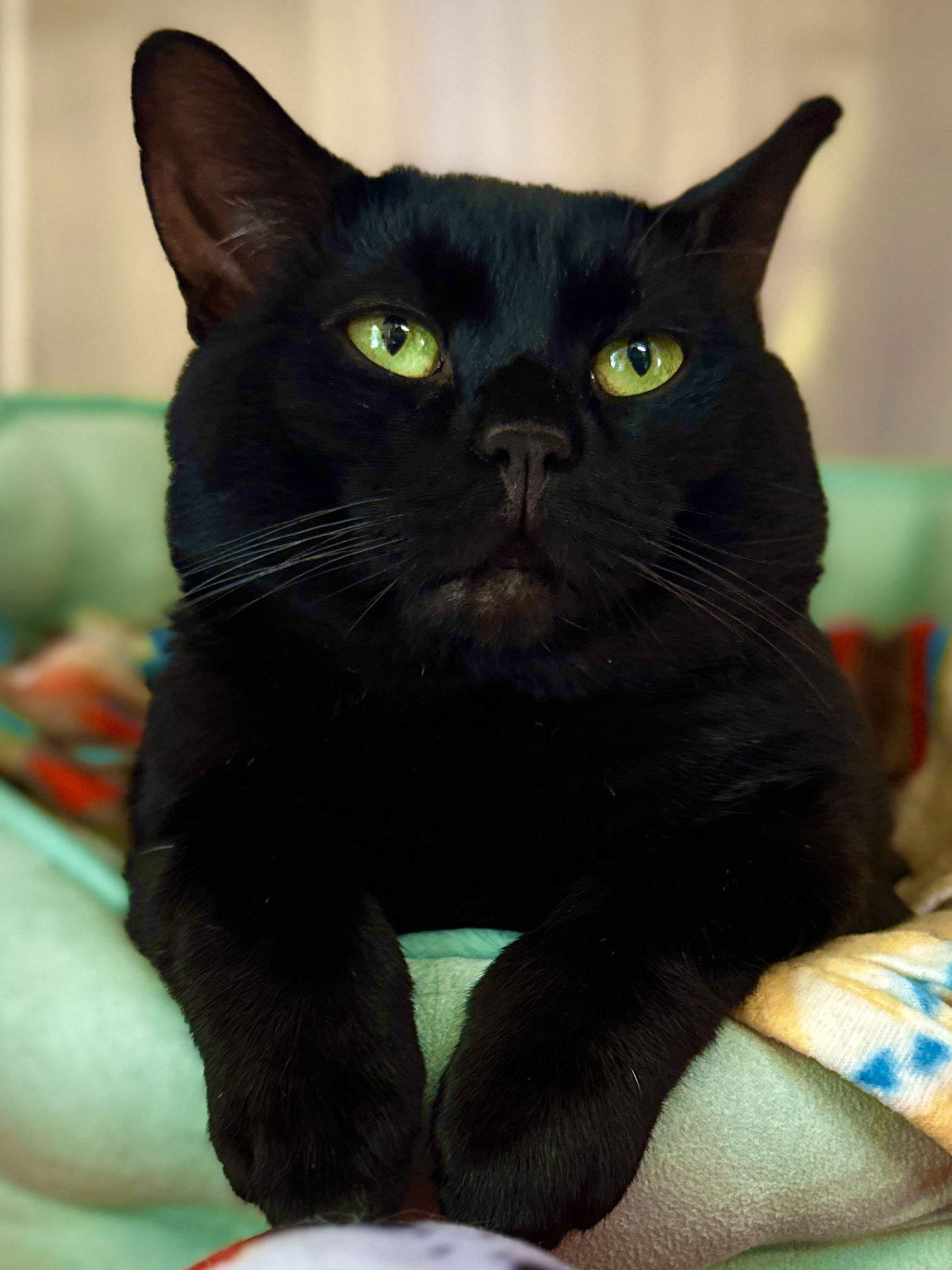 adoptable Cat in West Cornwall, CT named Bagheera