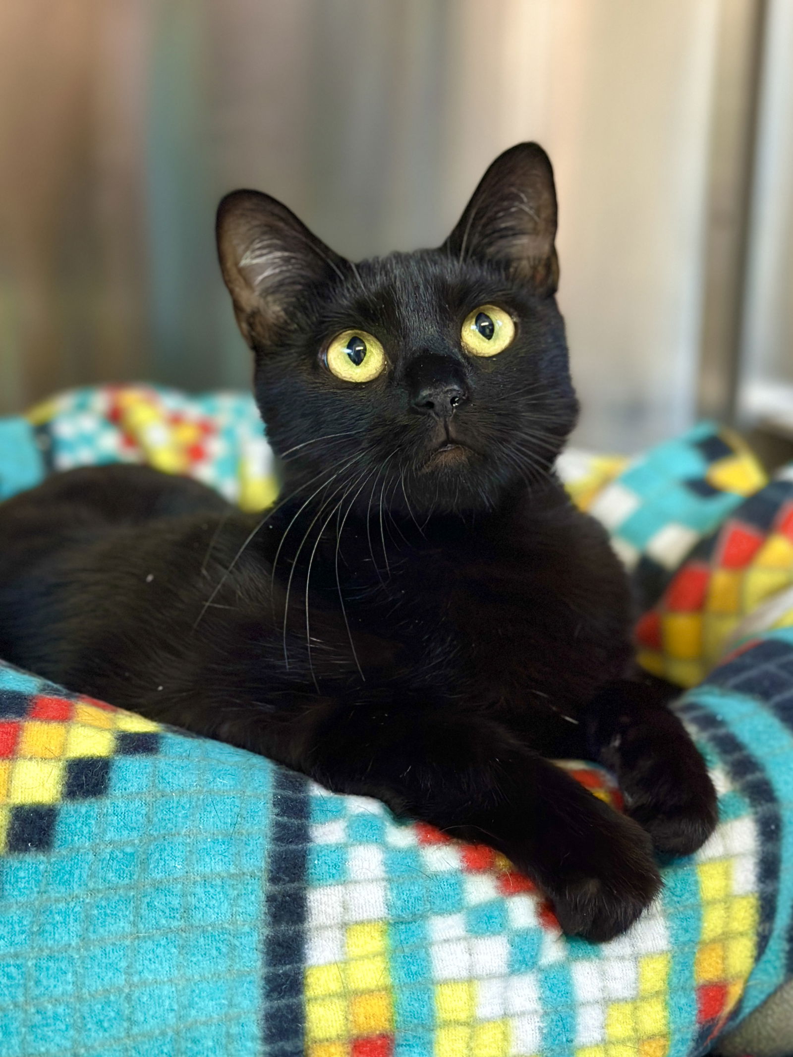 adoptable Cat in West Cornwall, CT named Raven