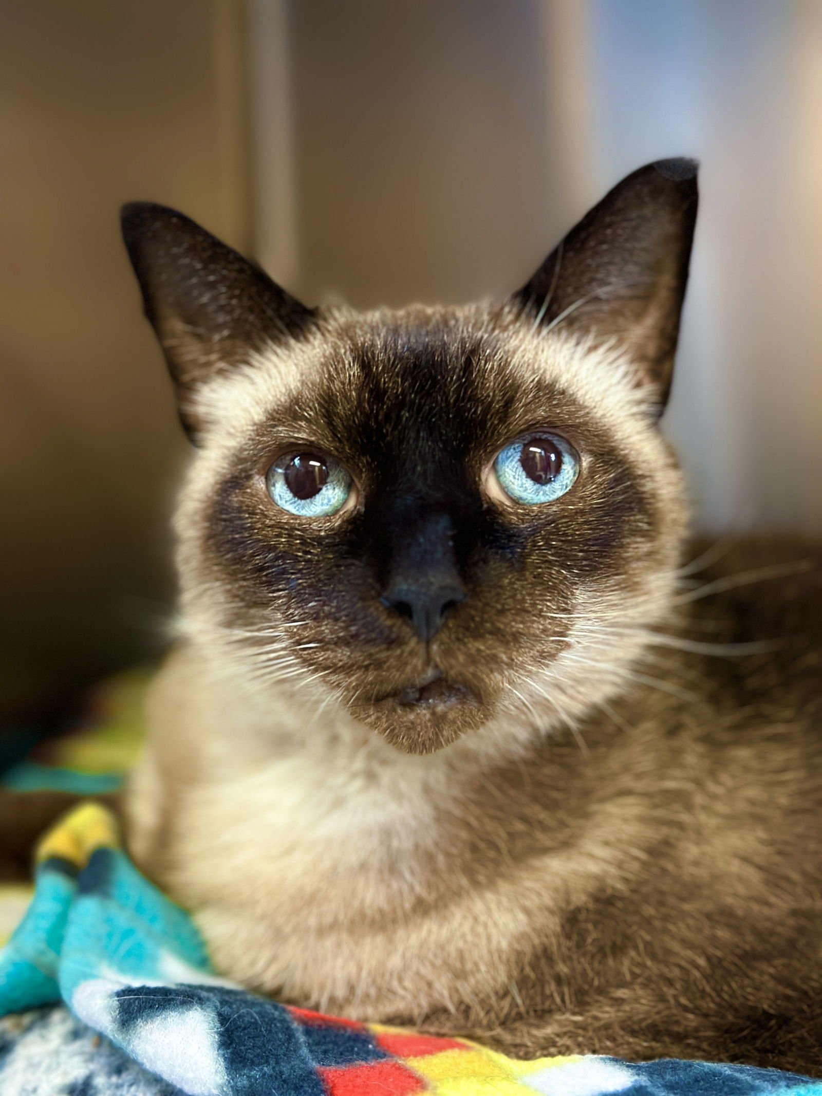 adoptable Cat in West Cornwall, CT named Ash