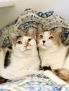 adoptable Cat in , CT named Bea (Prev. Sweet Girl)