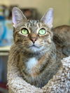 adoptable Cat in  named Mikayla