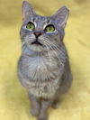 adoptable Cat in , CT named Lola