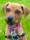 adoptable Dog in , CT named Petunia