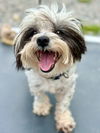adoptable Dog in , CT named Toby