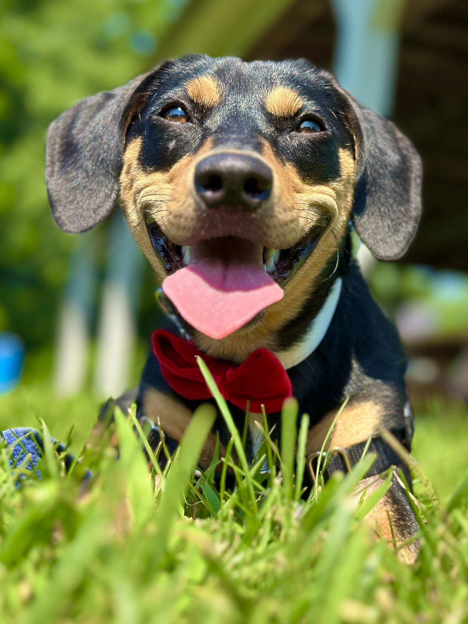 adoptable Dog in West Cornwall, CT named Willow