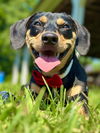 adoptable Dog in , CT named Willow