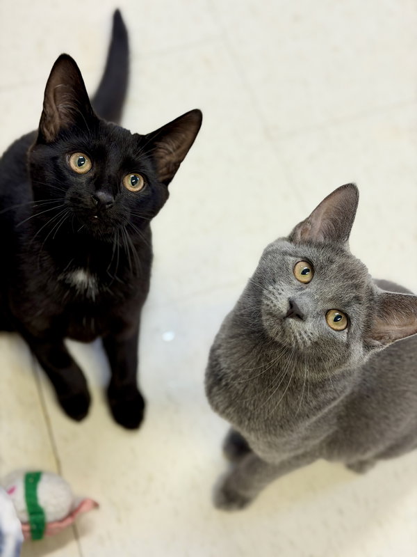 Elm (Kitten 6)