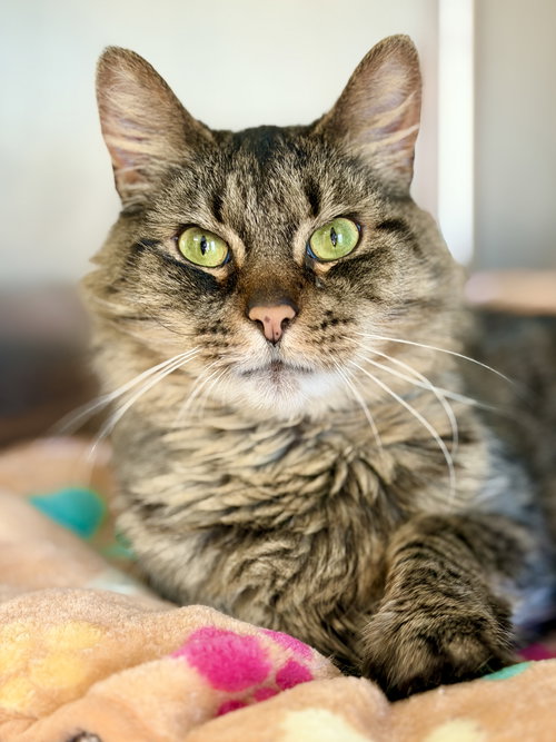 Cookie, Adult Domestic Long Hair / Mixed (medium coat), cat for adoption in Westfield, Massachusetts
