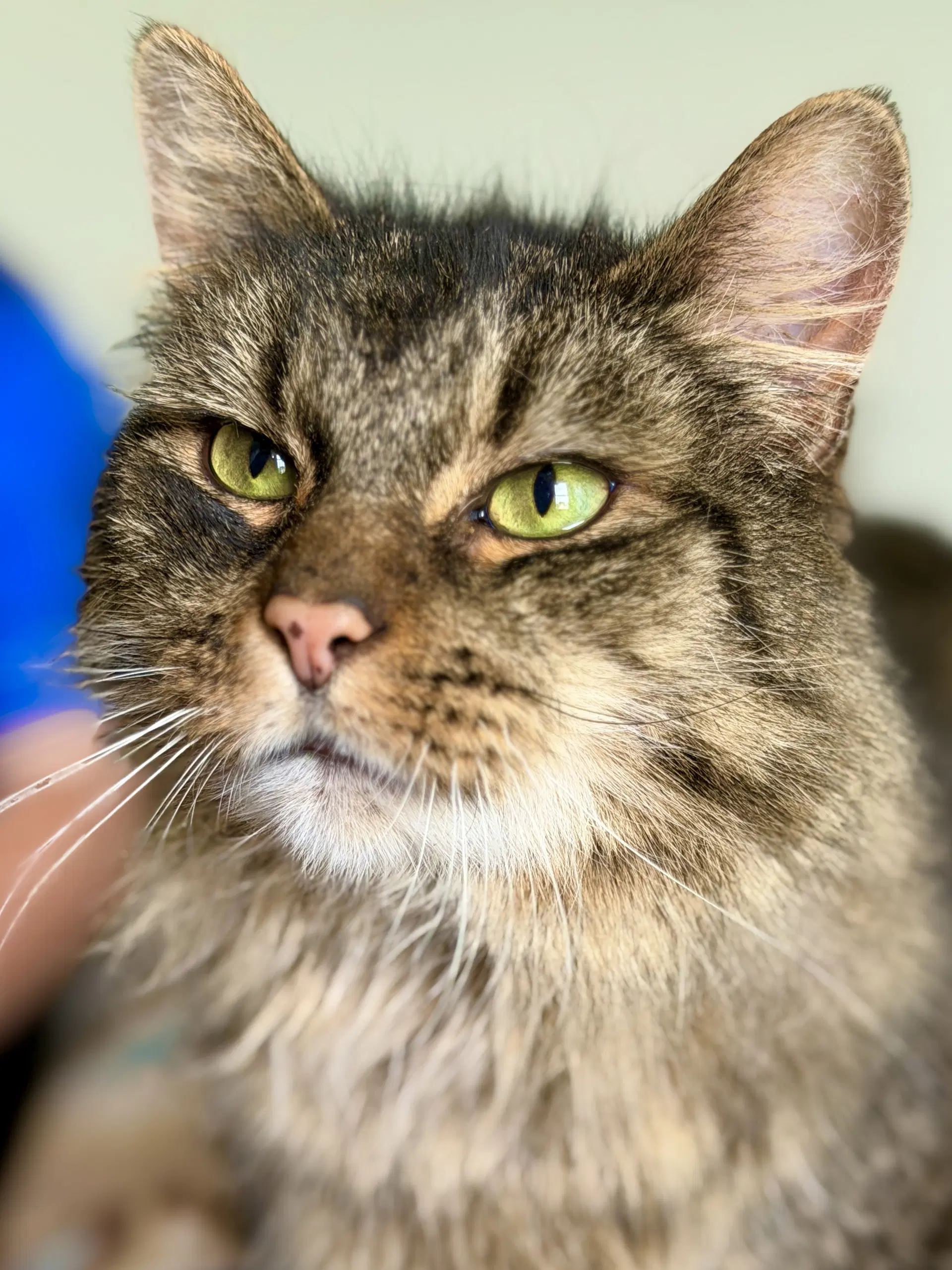 Cookie - Domestic Long Hair