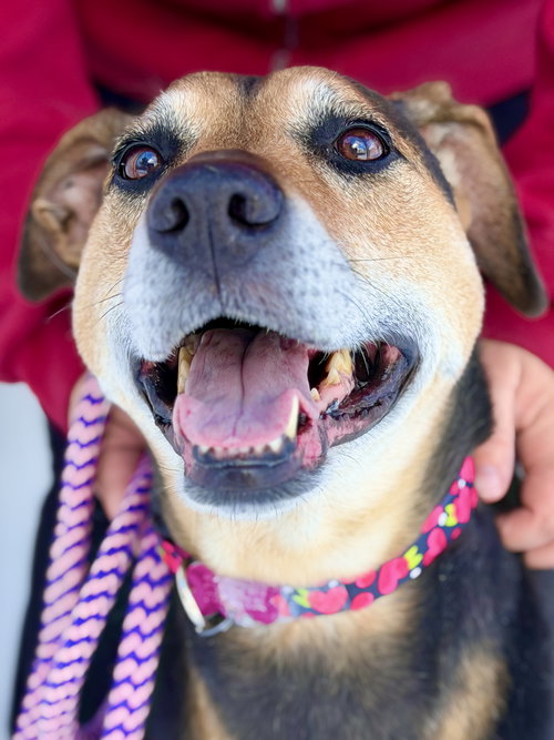 Mya, an adoptable Hound in West Cornwall, CT