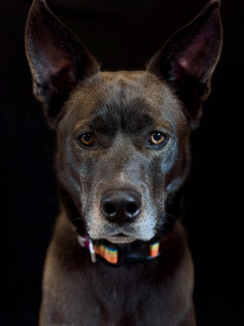 Dior, an adoptable Husky in West Cornwall, CT