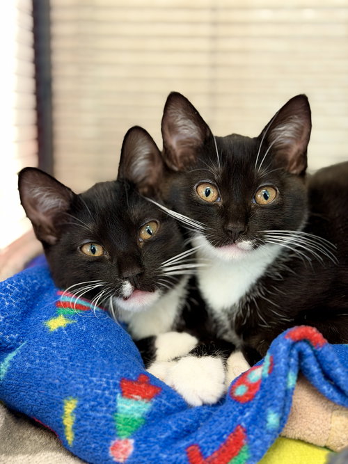 Spot, an adoptable Domestic Short Hair in West Cornwall, CT