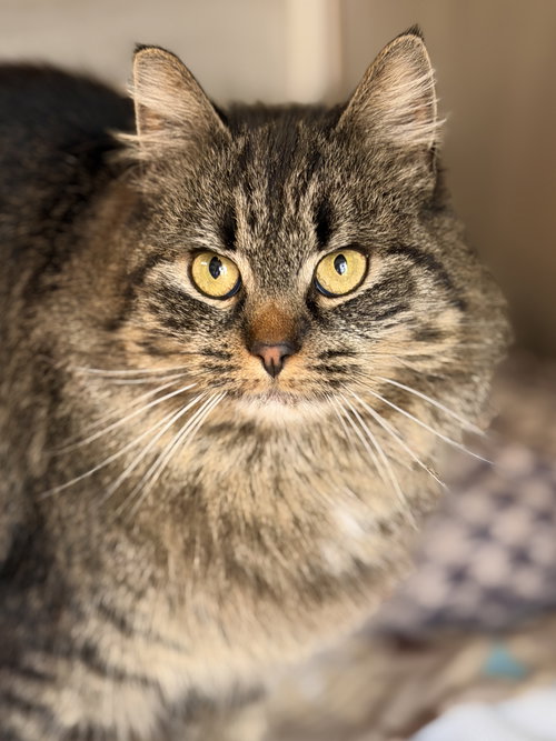 Mirabelle, an adoptable Domestic Medium Hair in West Cornwall, CT