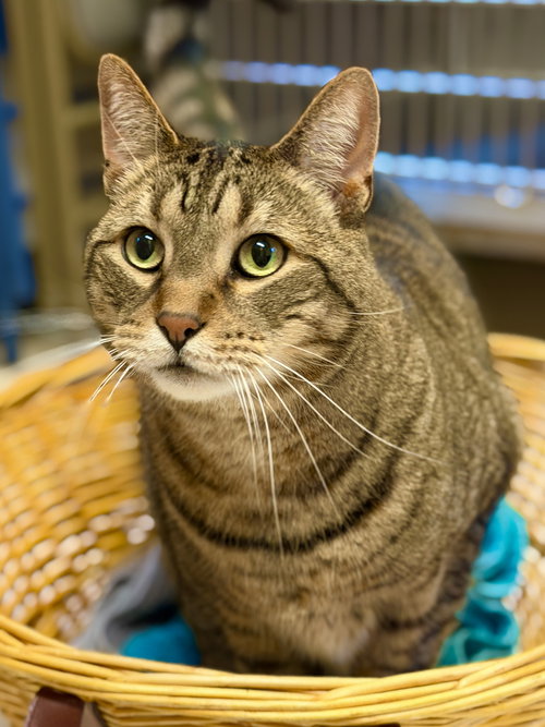Spaz, an adoptable Domestic Short Hair in West Cornwall, CT