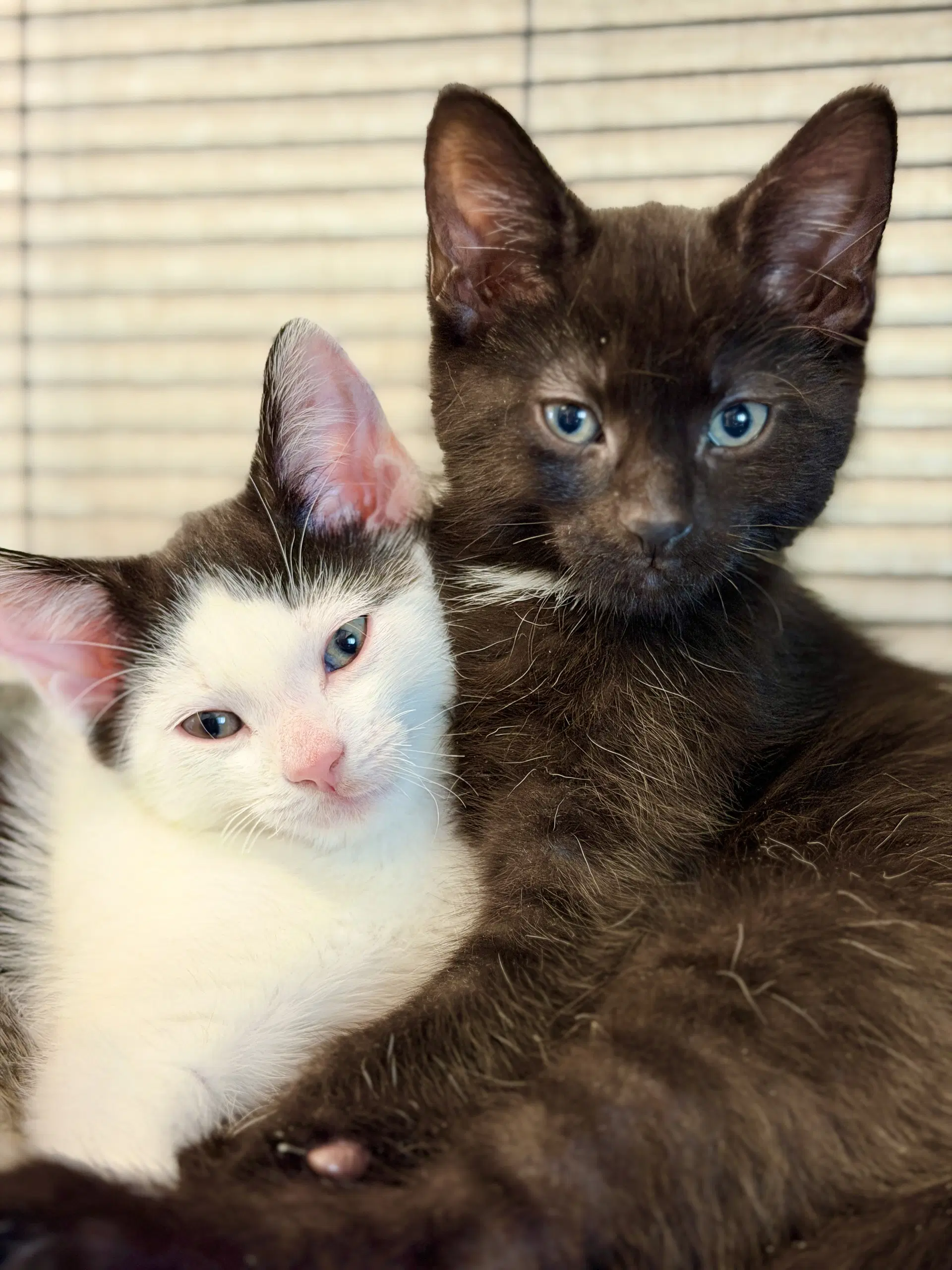 Obsidian - Domestic Short Hair