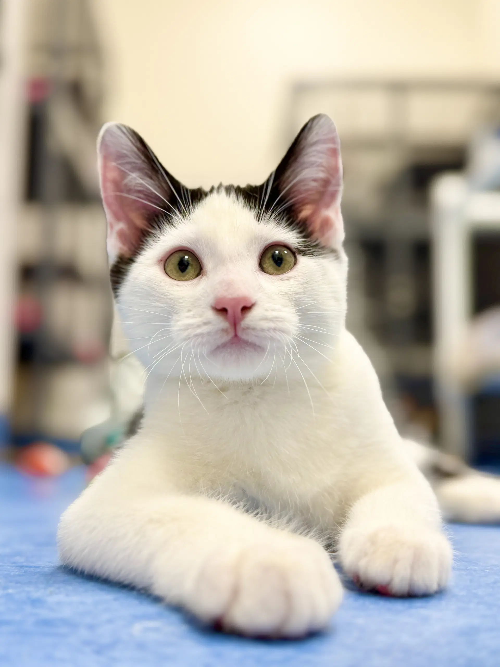 Onyx - Domestic Short Hair