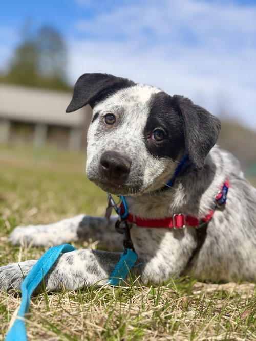 Richard, an adoptable Australian Cattle Dog in West Cornwall, CT