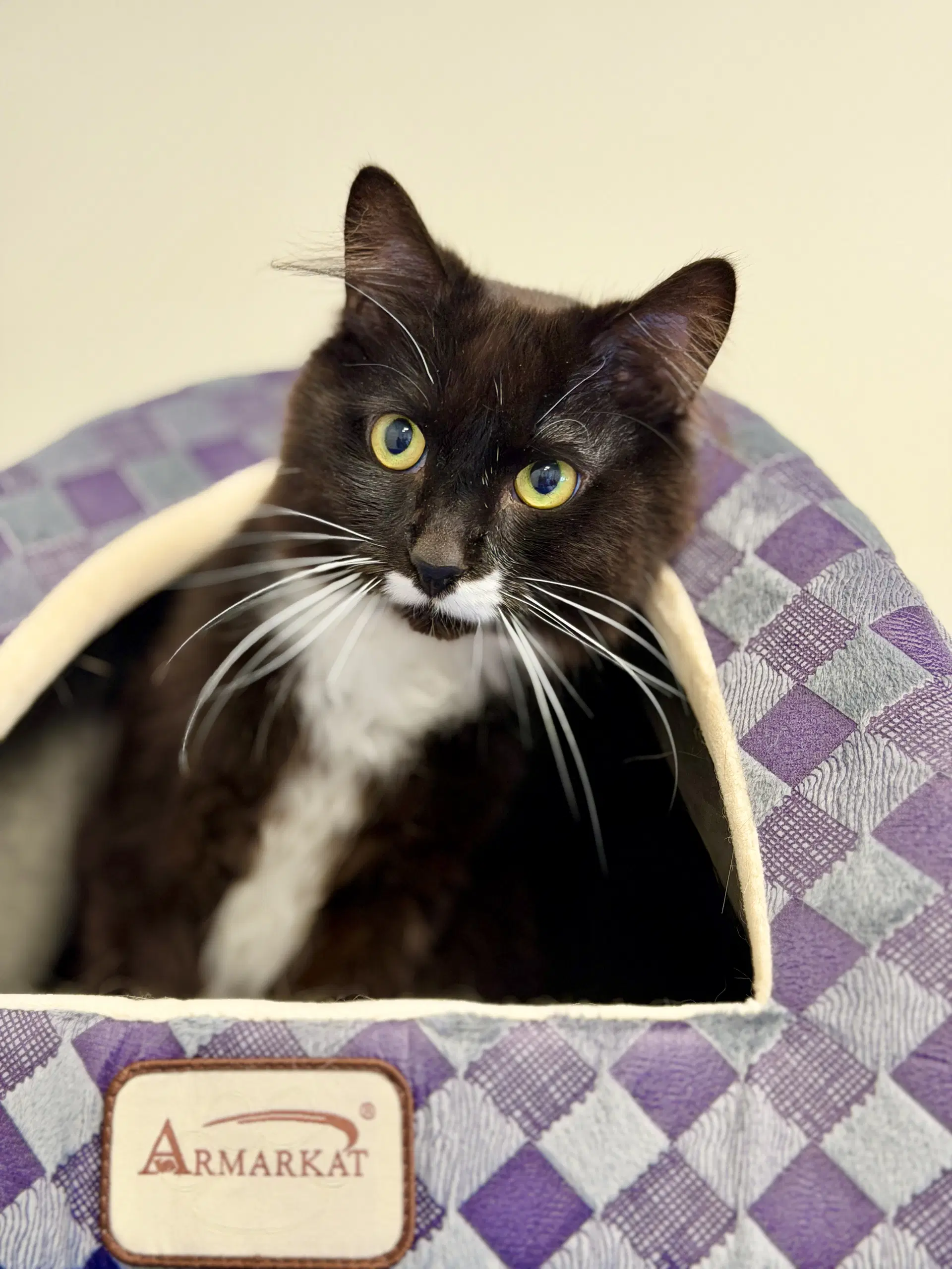 Whisper - Domestic Medium Hair