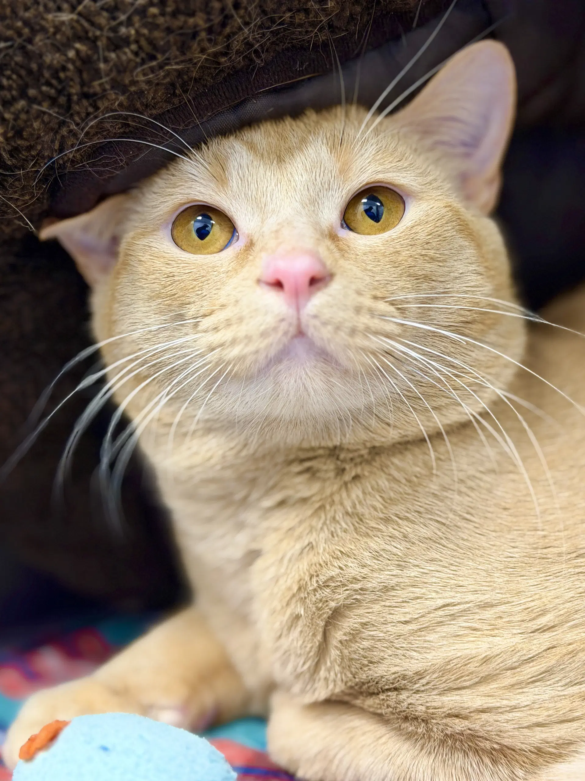 Noodle - Domestic Short Hair