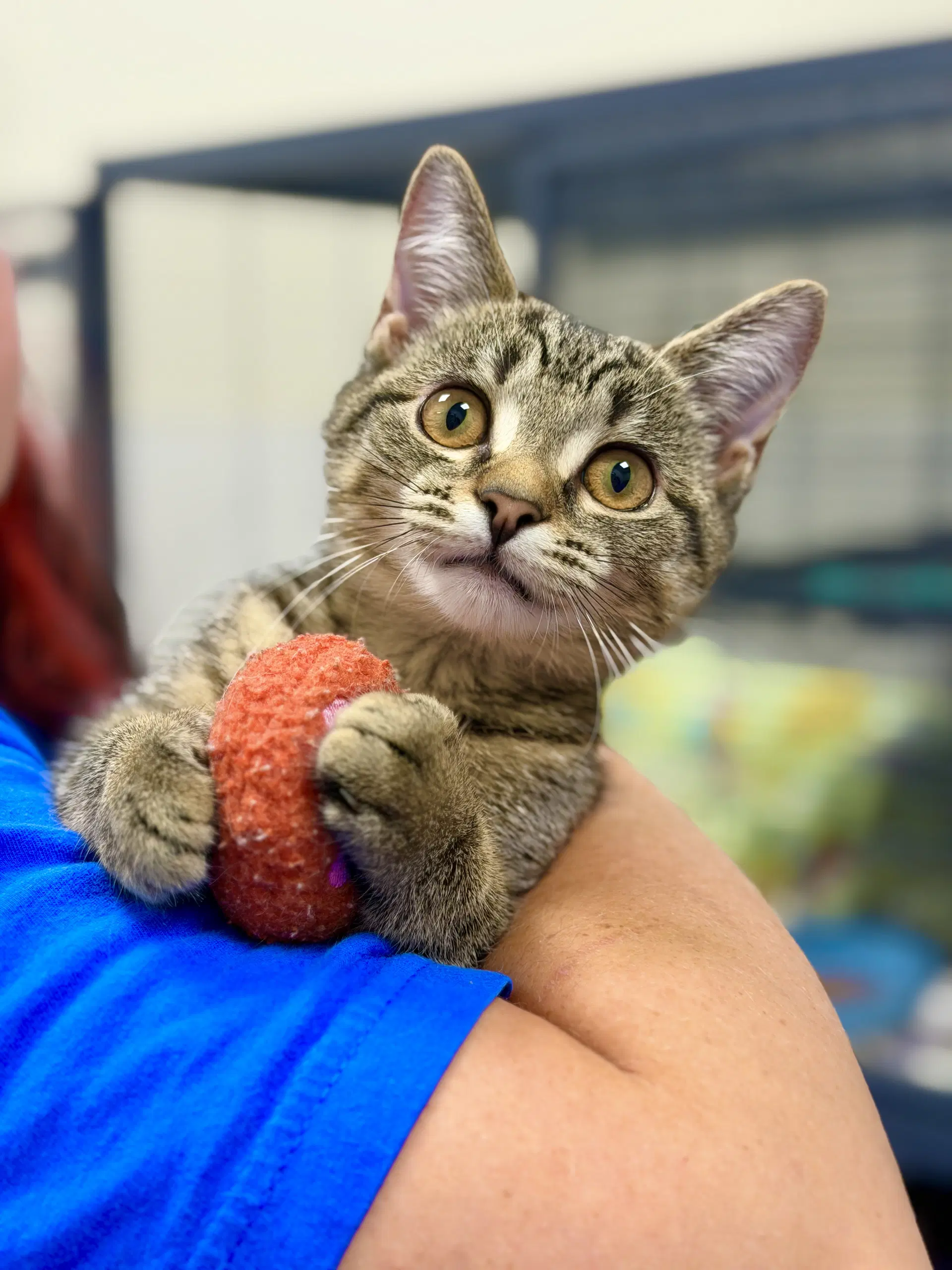 Cannoli - Domestic Short Hair