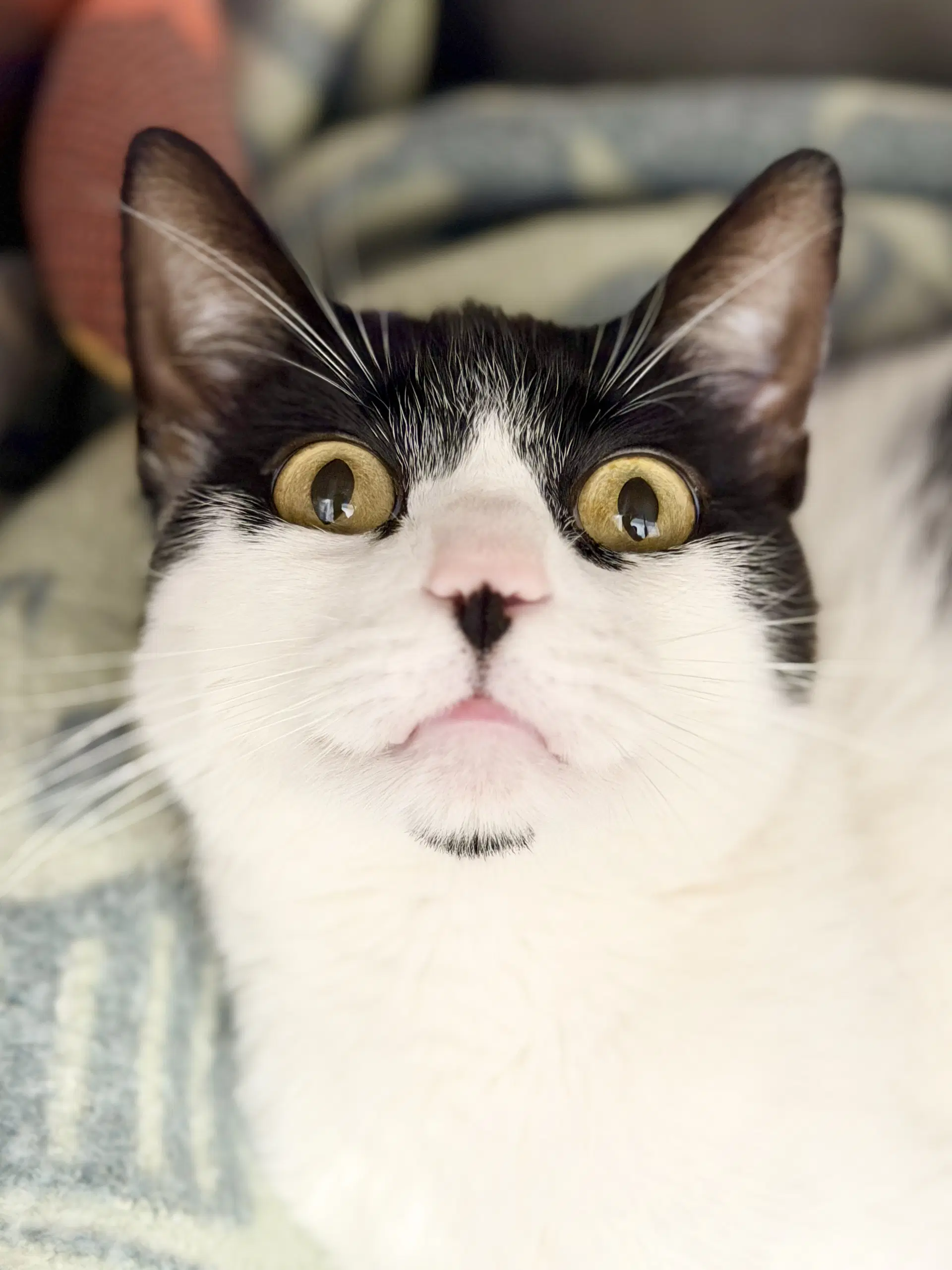 Zorro - Domestic Short Hair