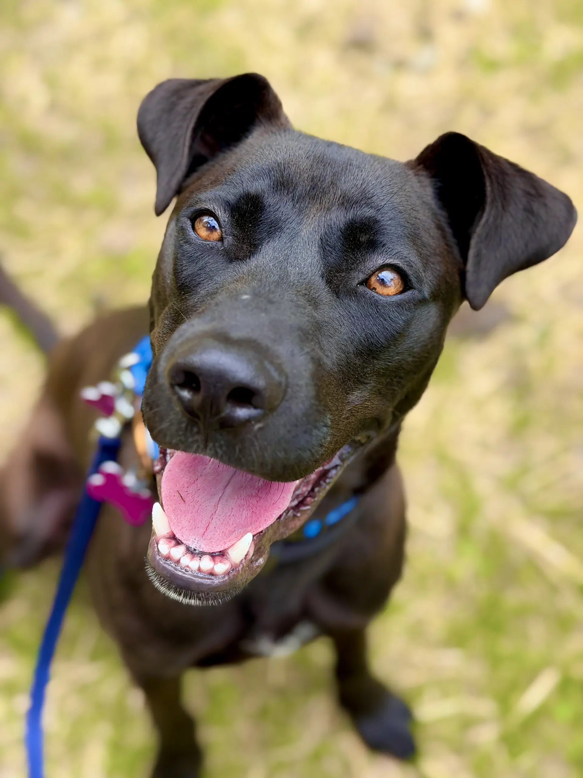 Marsala - Labrador Retriever