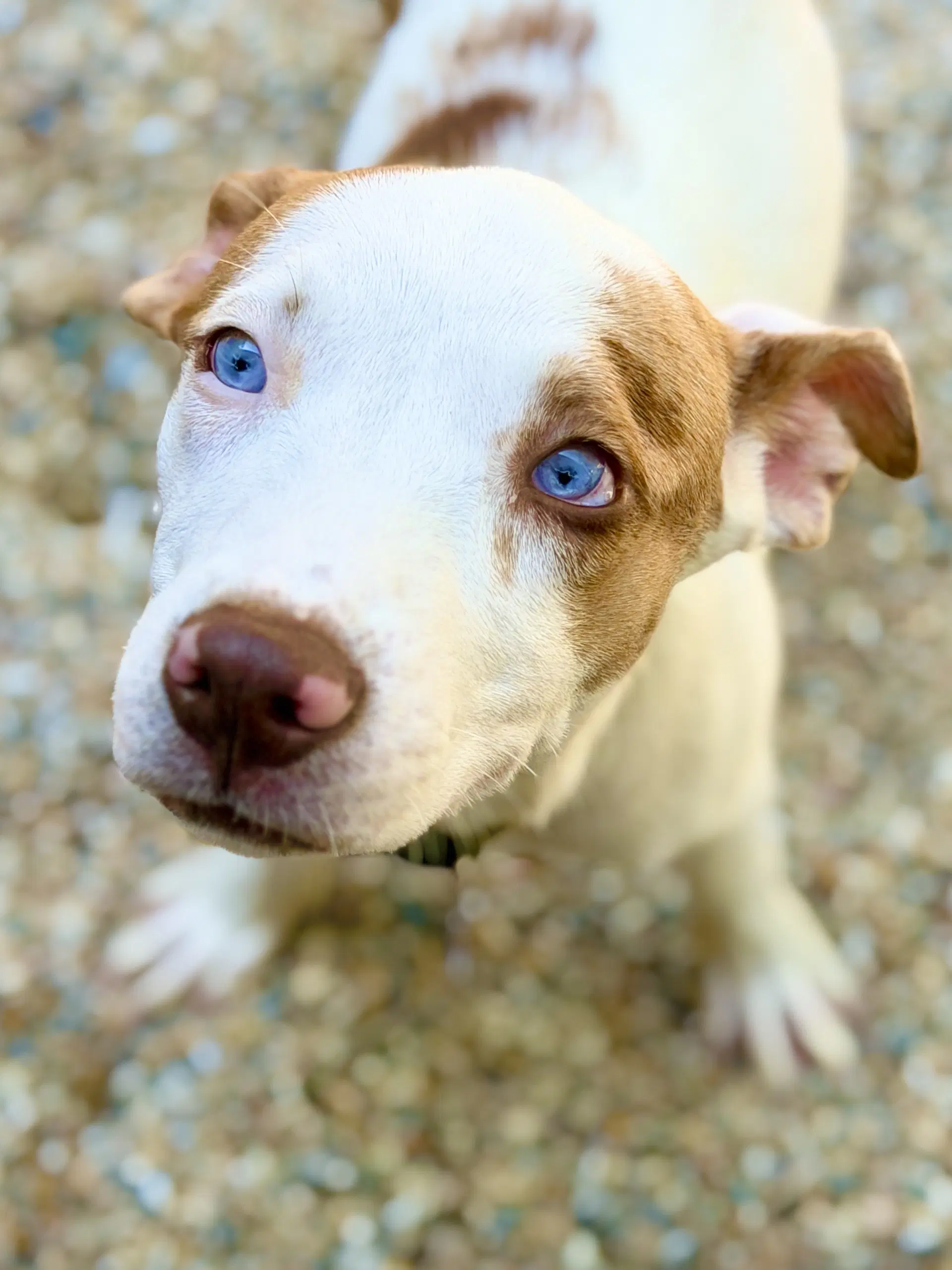 Tootsie - Catahoula Leopard Dog