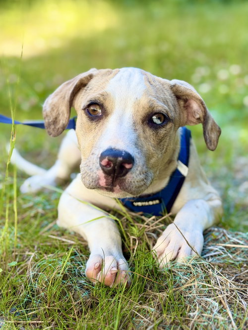 Tamilu, a dog for adoption from The Little Guild of St. Francis