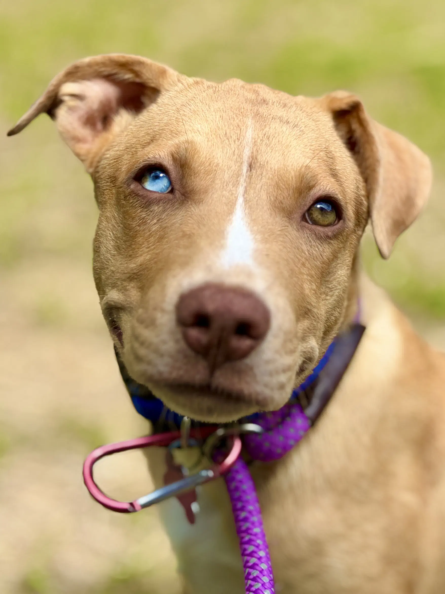 Trey - Catahoula Leopard Dog