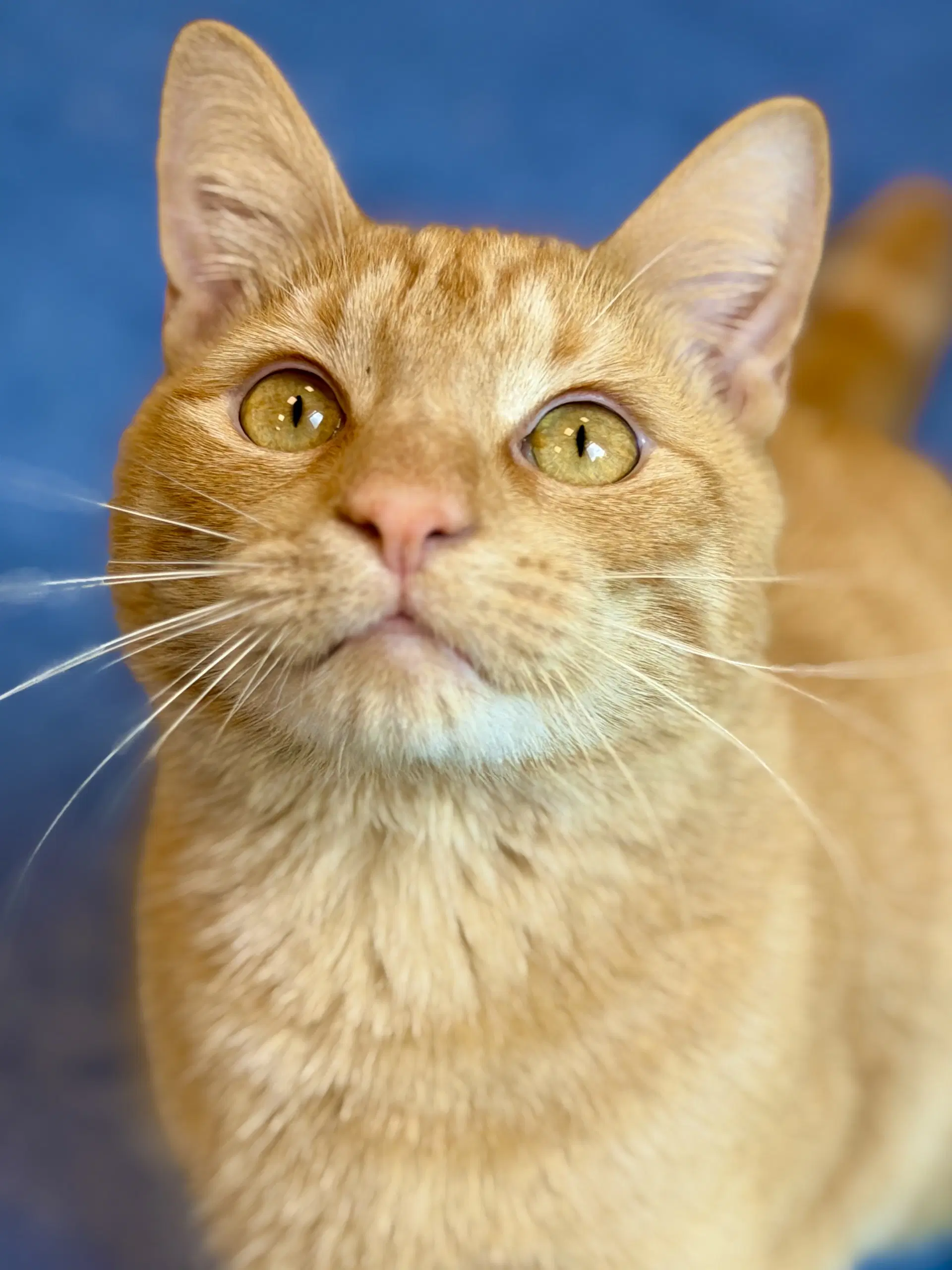 Sebastian - Domestic Short Hair