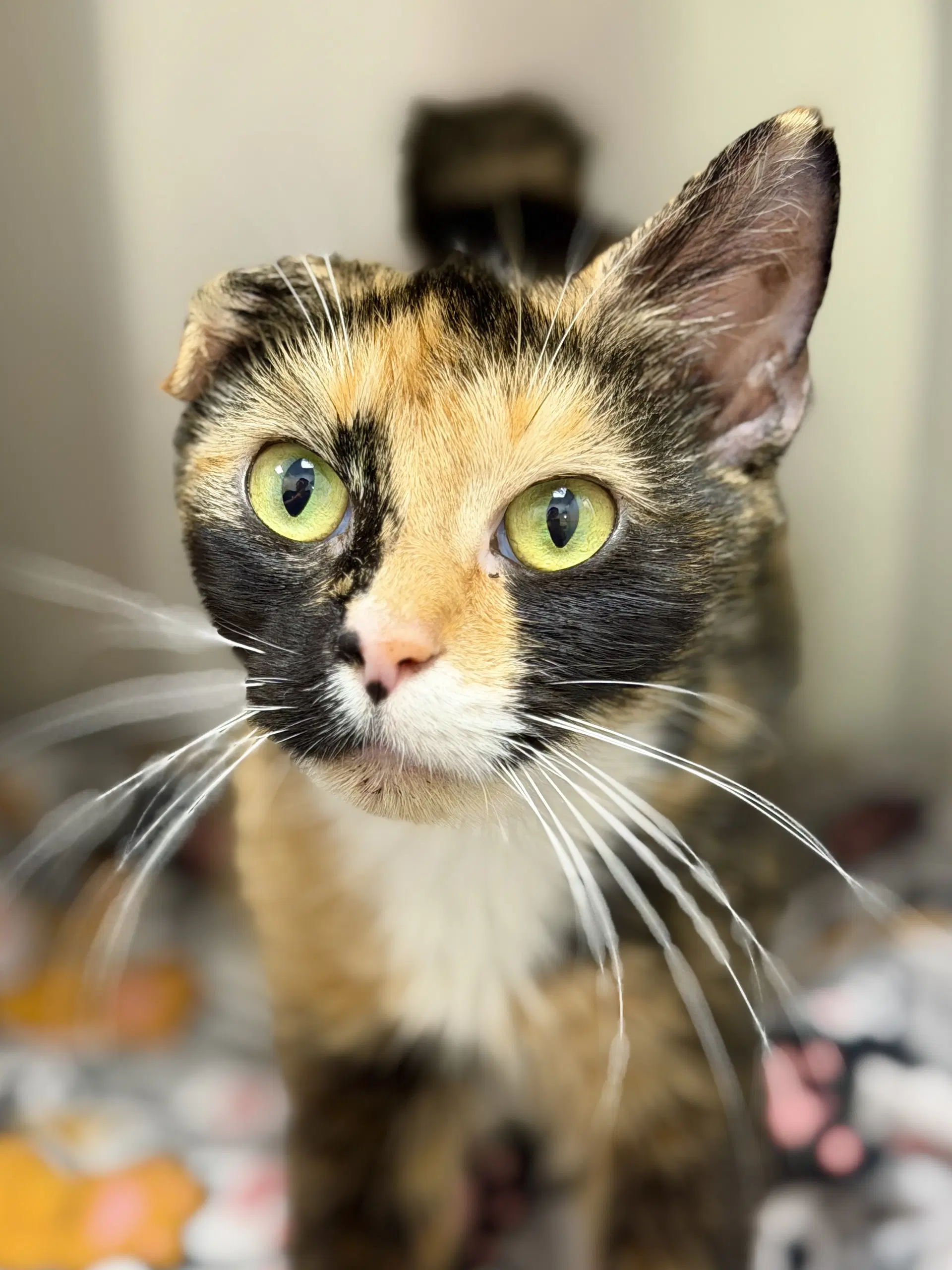 Ariel - Domestic Short Hair