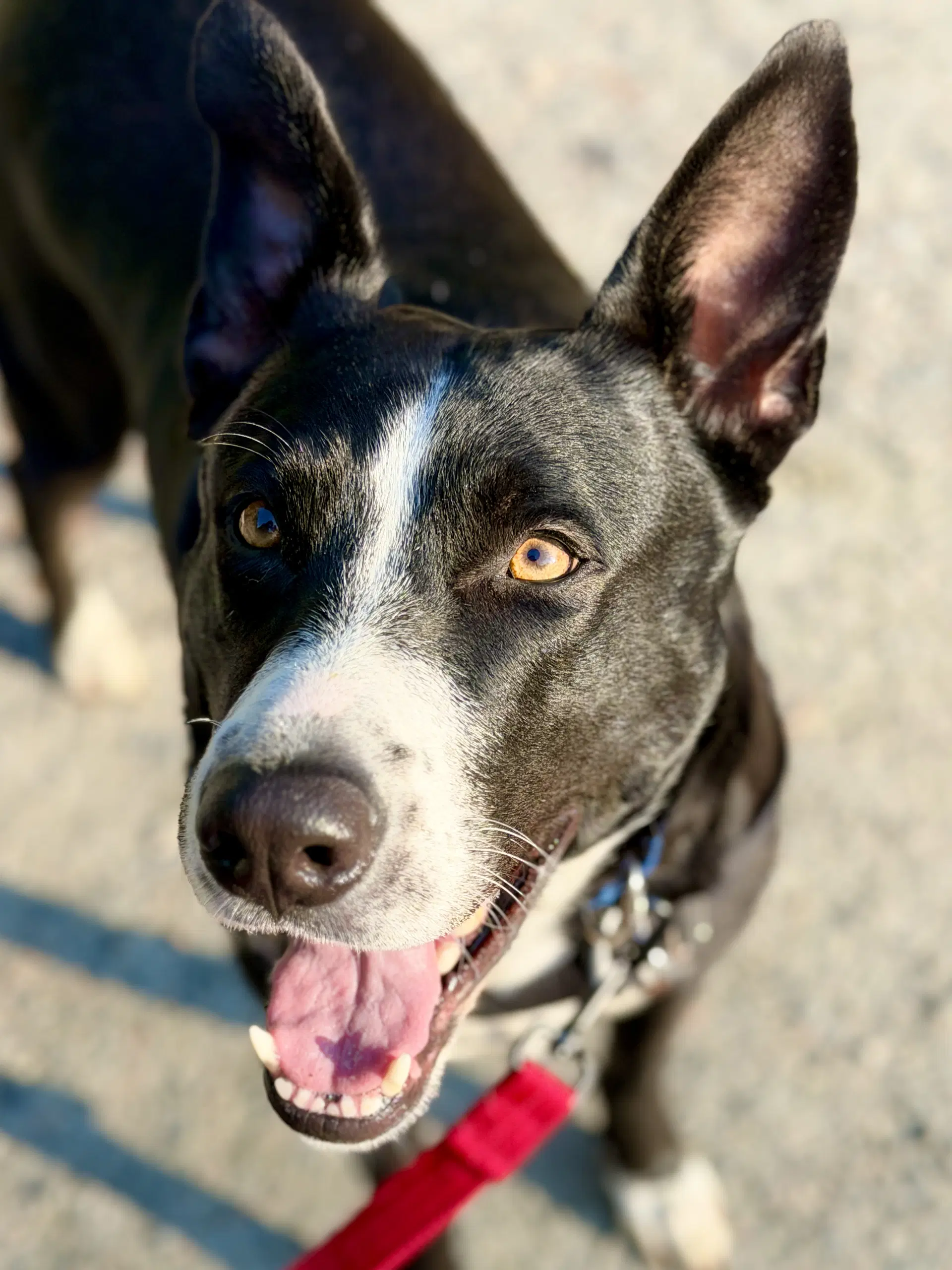 Sadie - Staffordshire Bull Terrier