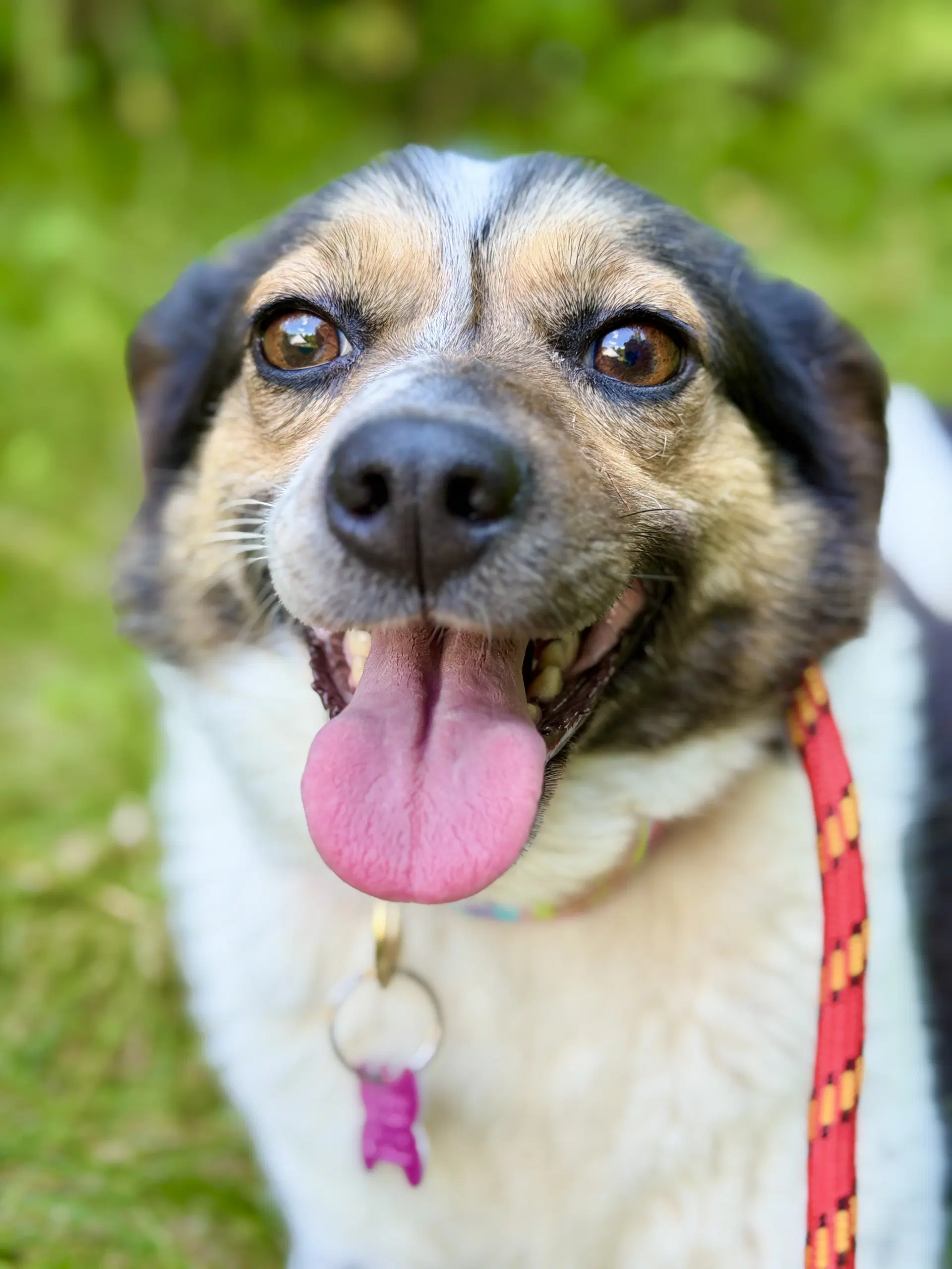 Molly - Australian Shepherd