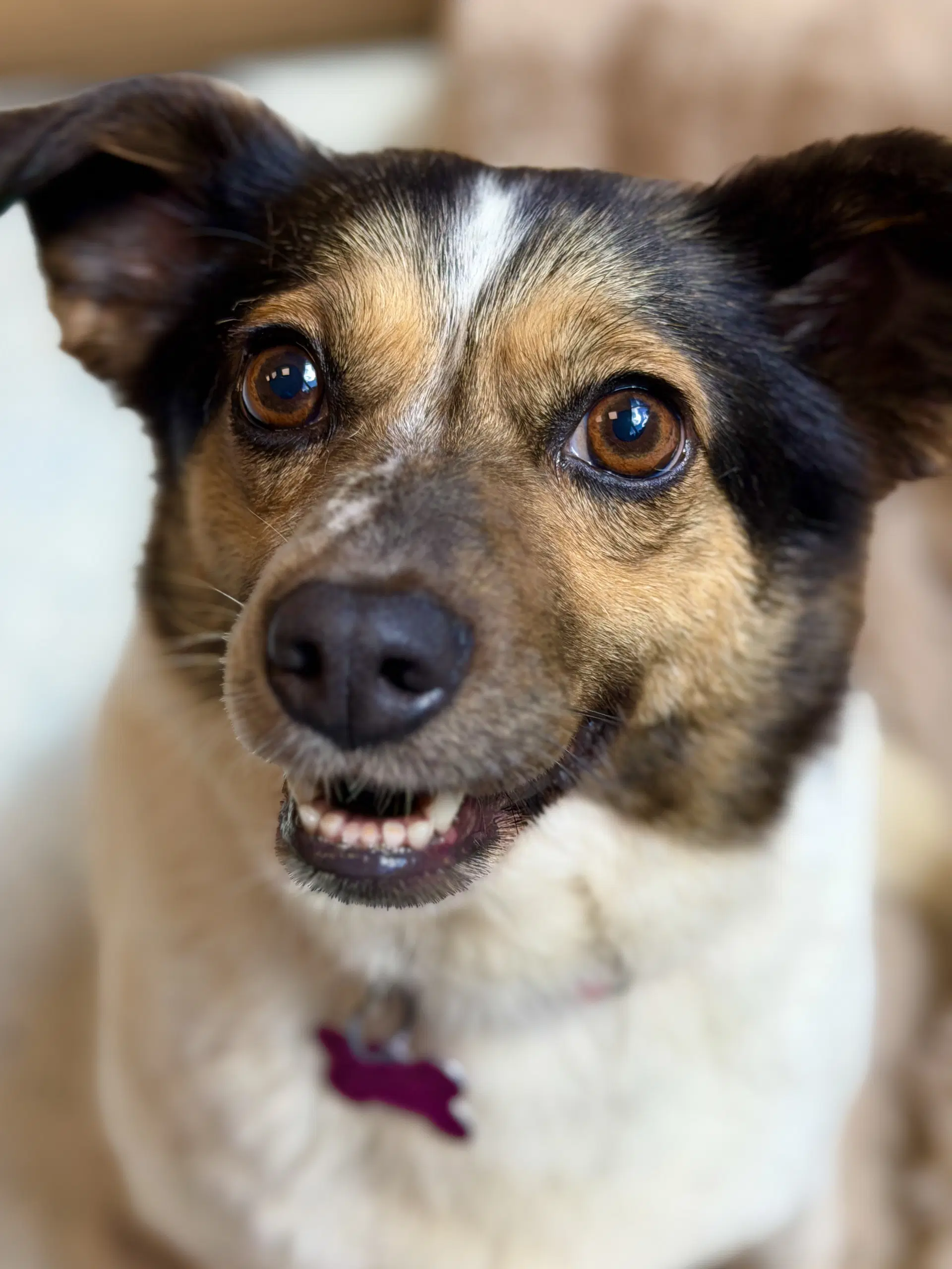 Molly image 2