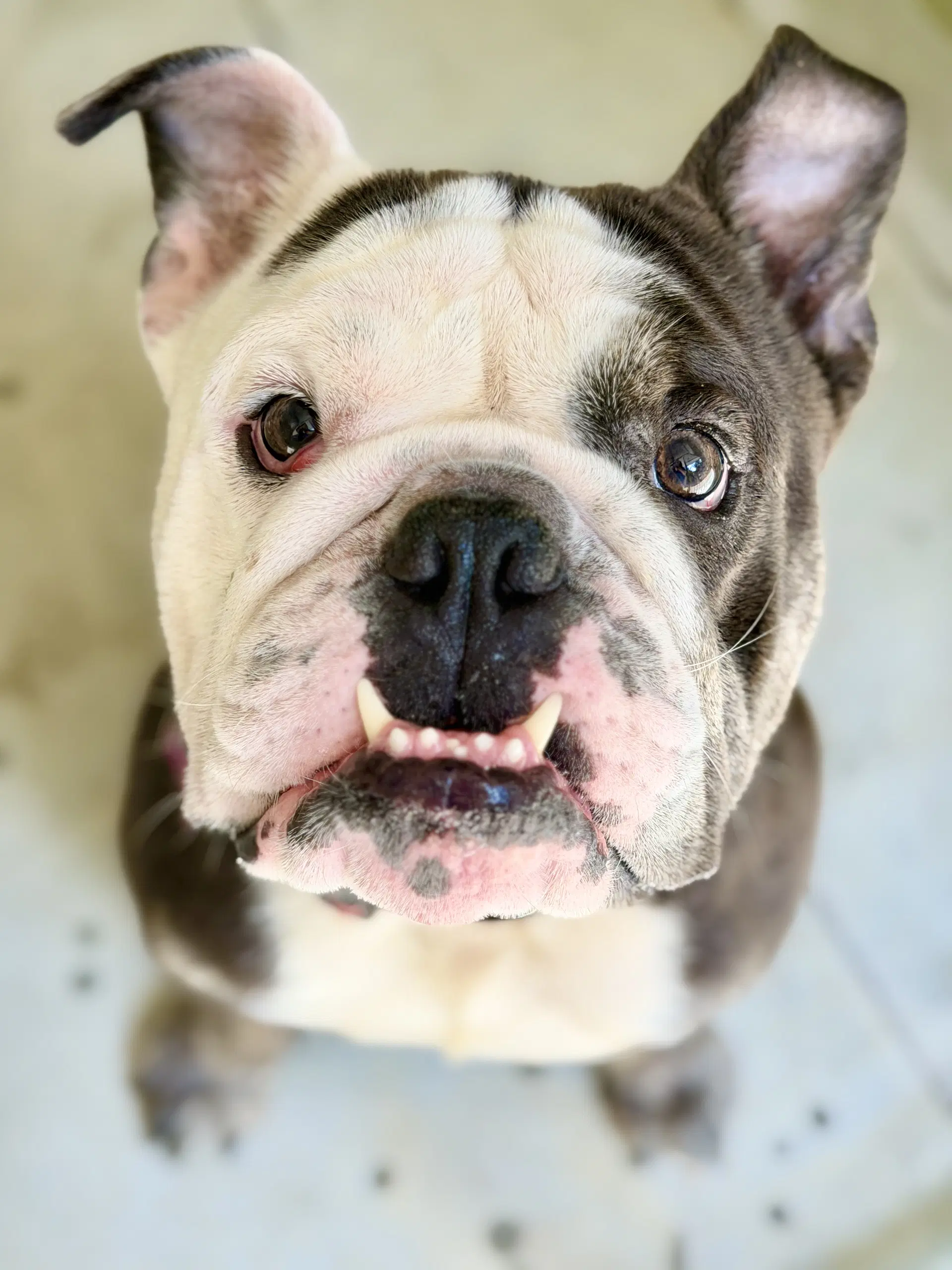 Spike - Bulldog