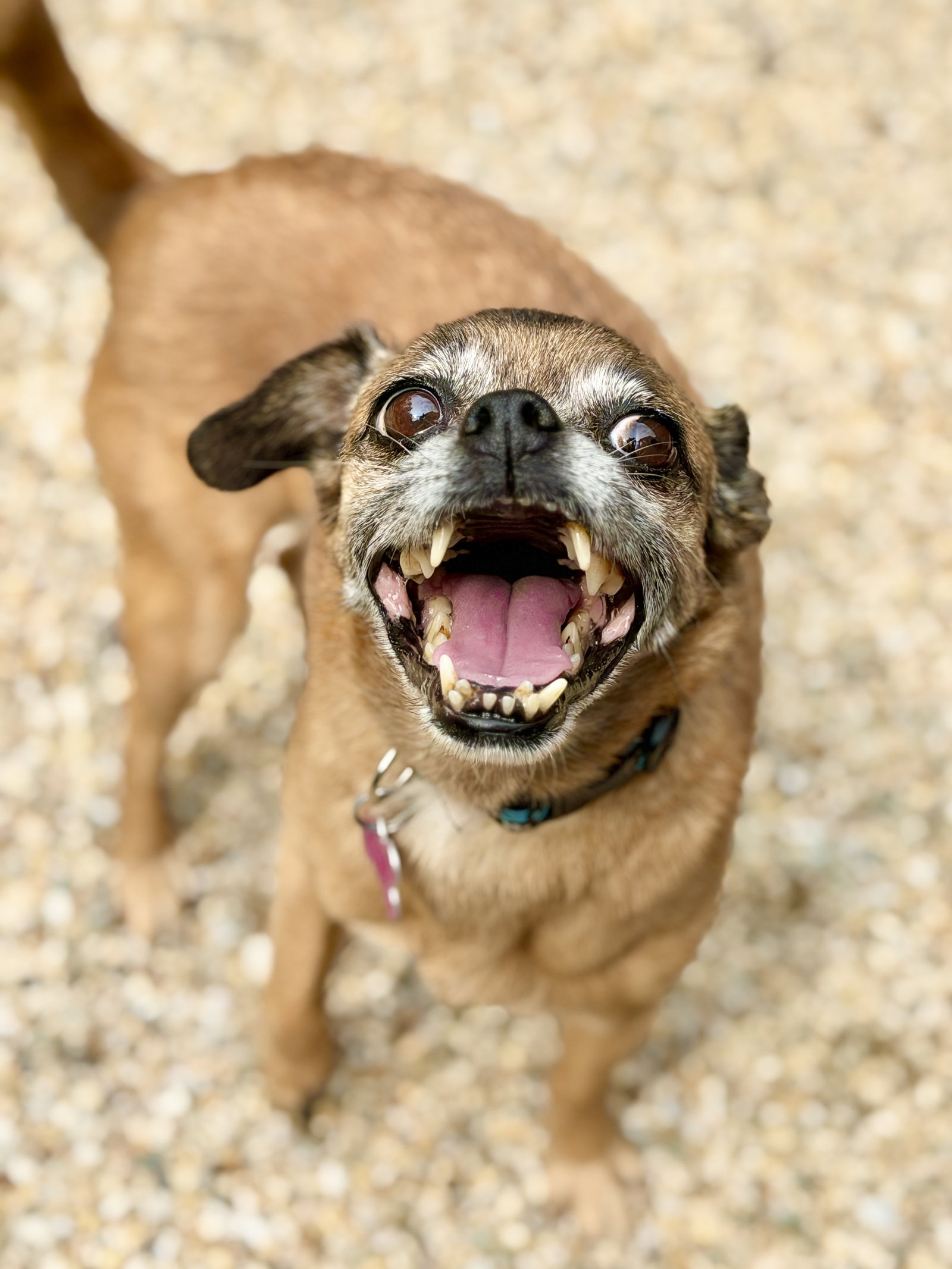 Lulu, Chihuahua