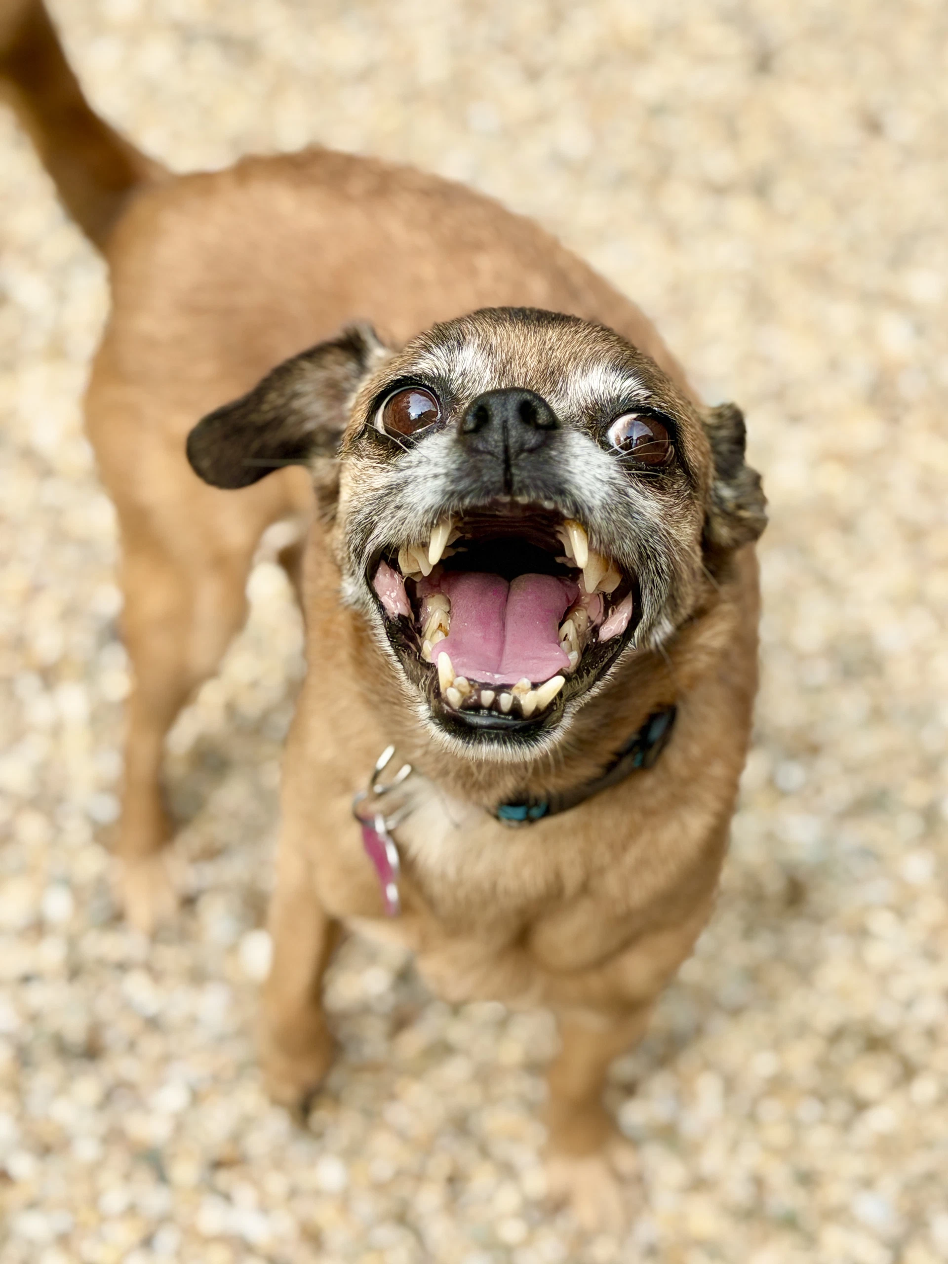 Lulu