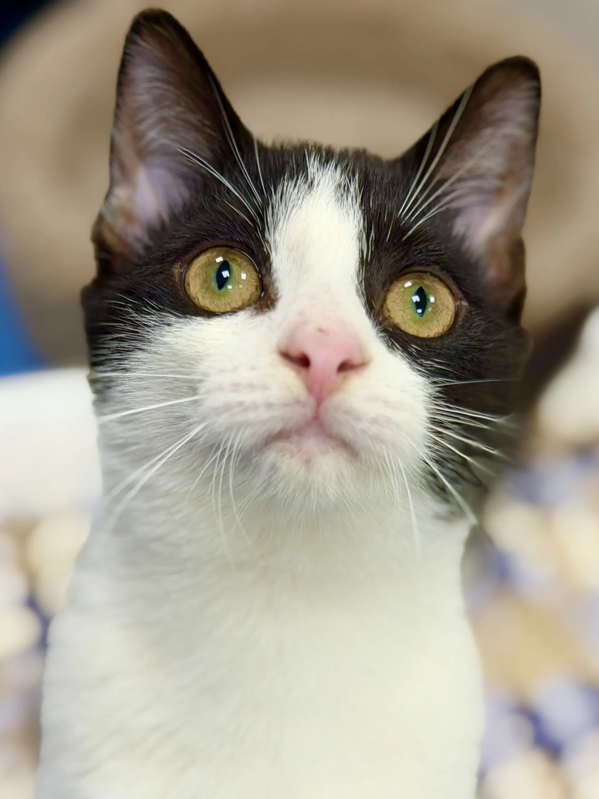 Angel - Domestic Short Hair